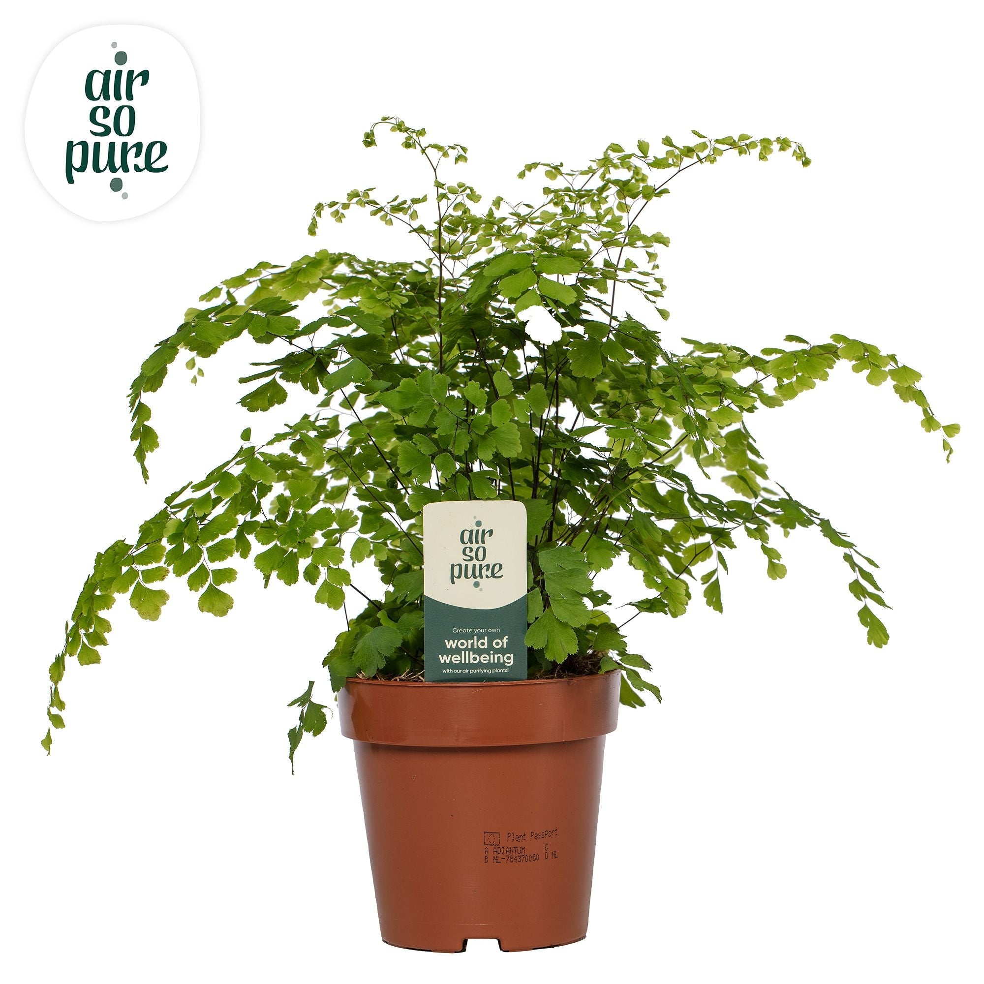 Adiantum Raddianum Fragrans