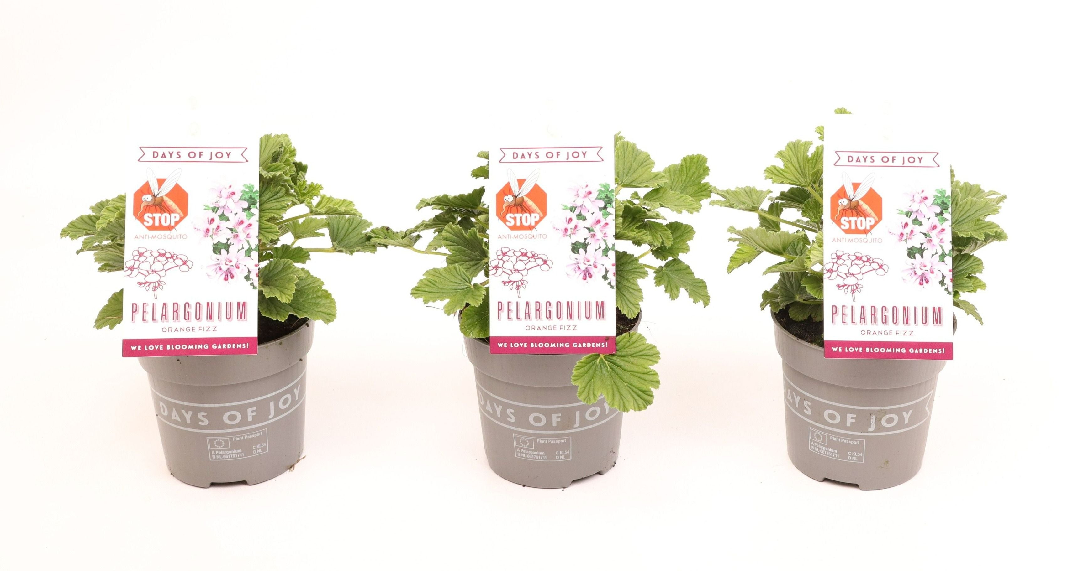 Pel Graveolens Orange Fizz