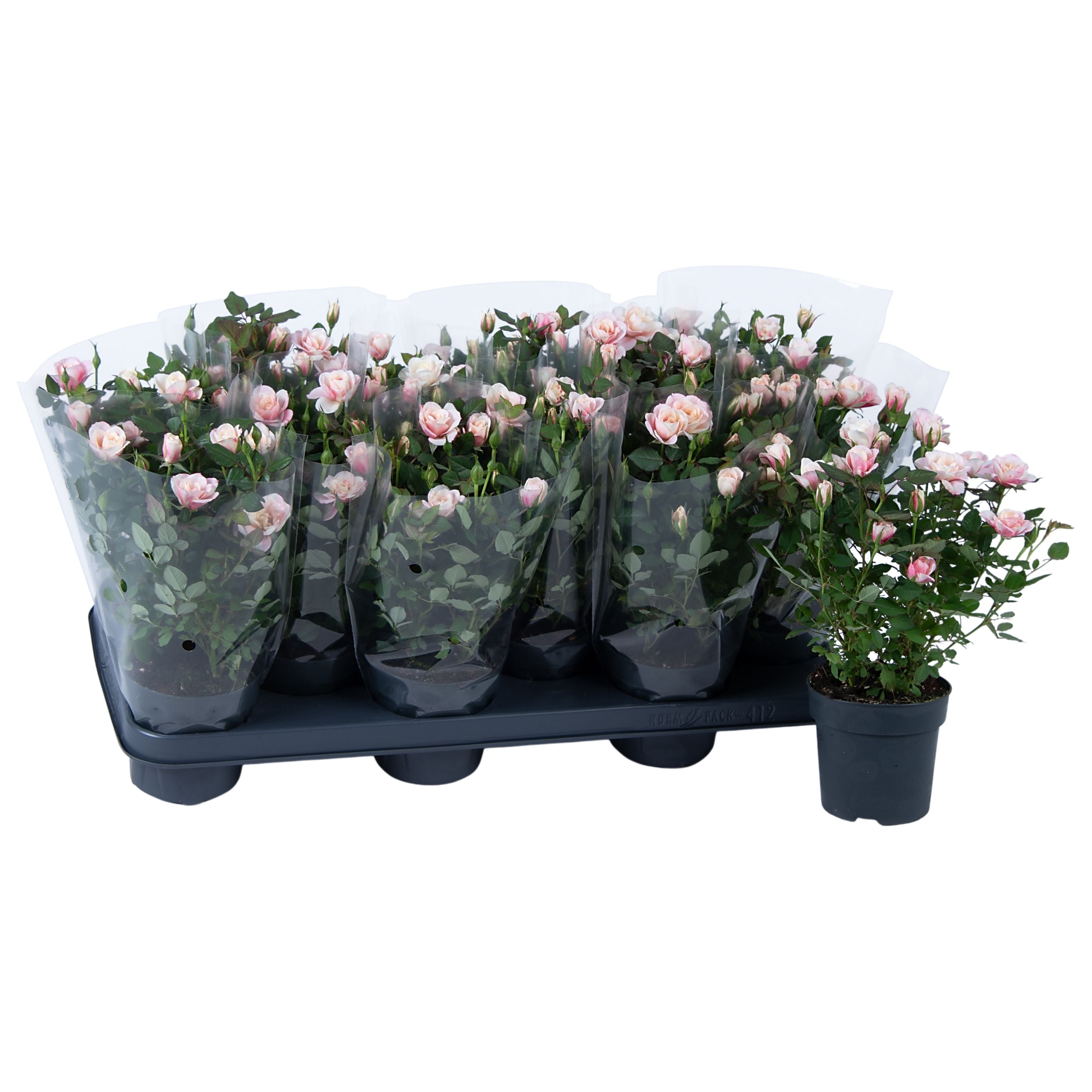 Rose Party Piia