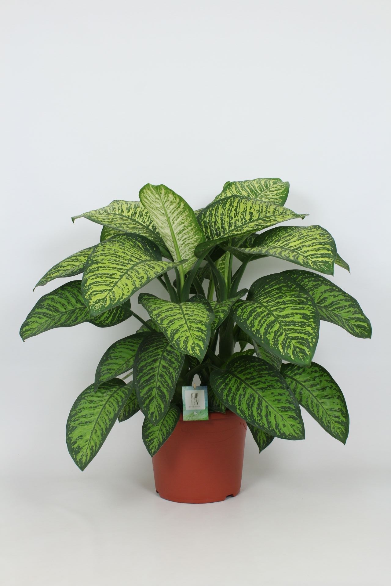 Dieff Tropic Jewel