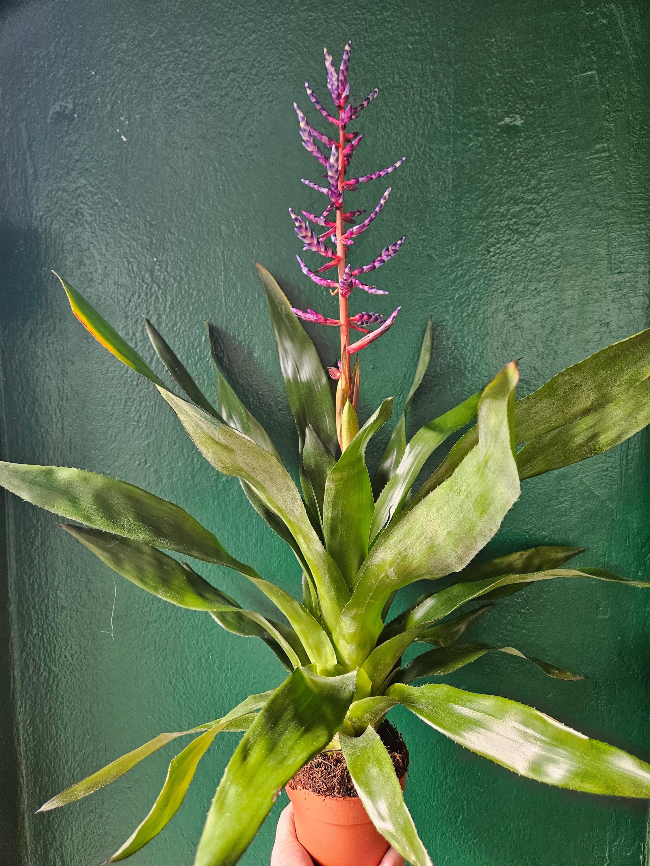 Aechmea Gamosepala 'Blue Rain' (Urn Plant)
