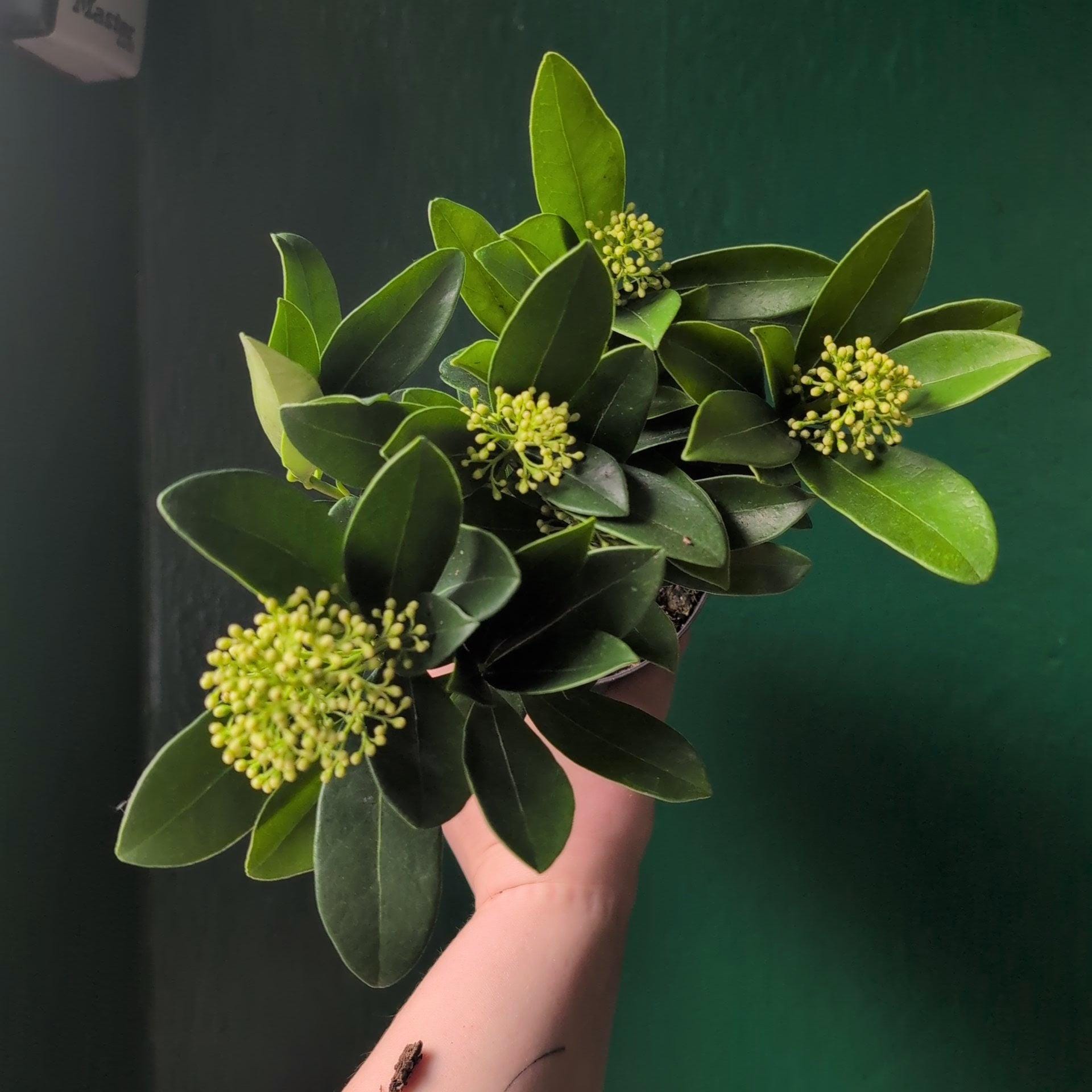 Skimmia japonica 'Finchy'
