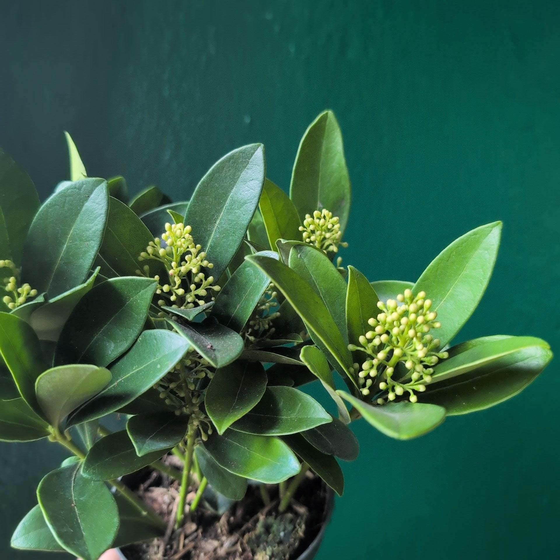 Skimmia japonica 'Finchy'