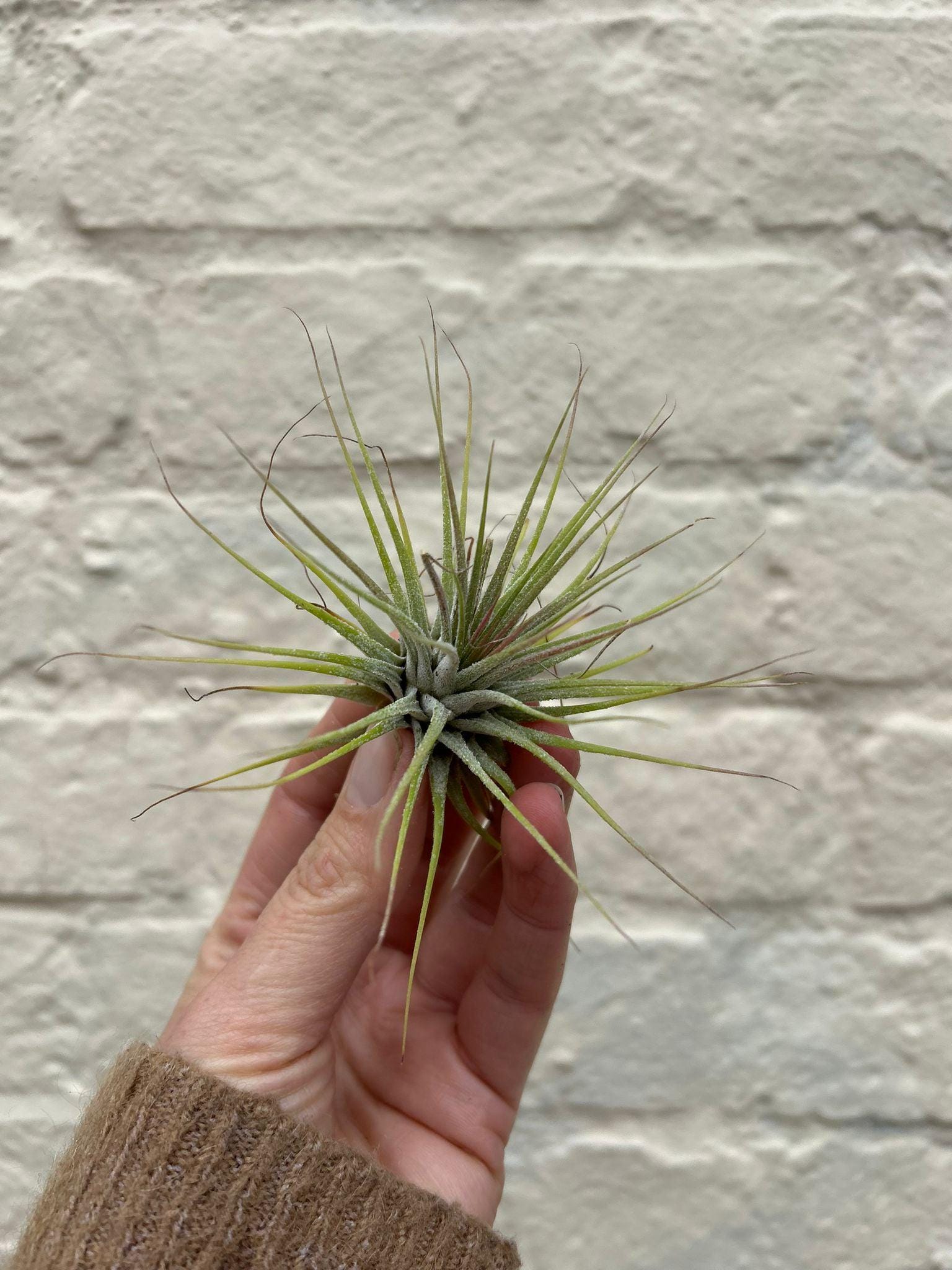 Tillandsia 'Ionantha Green' (Air Plant)