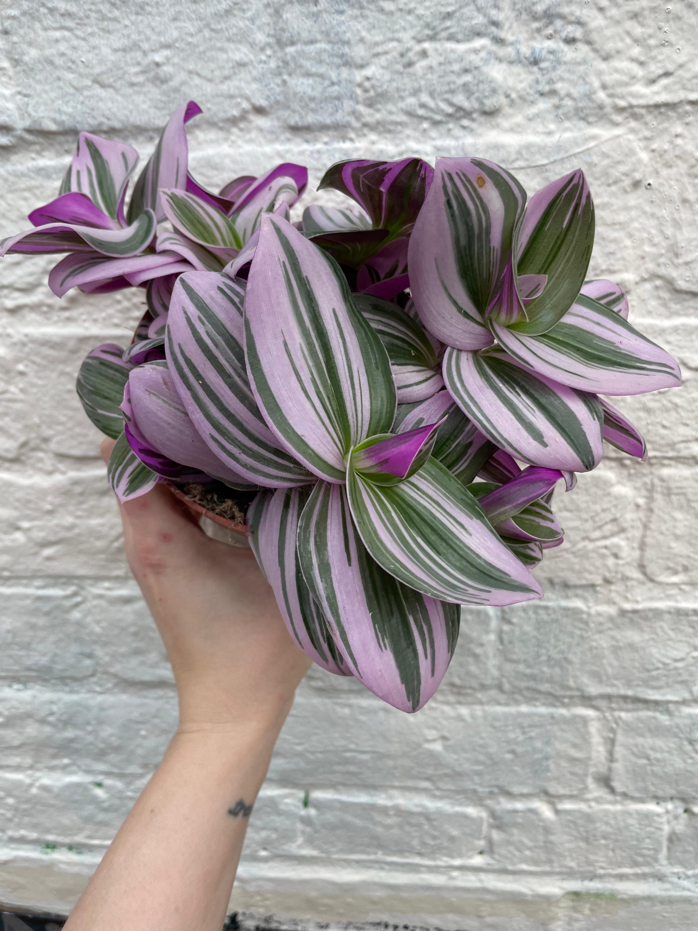 Tradescantia 'Nanouk' (Inch Plant)