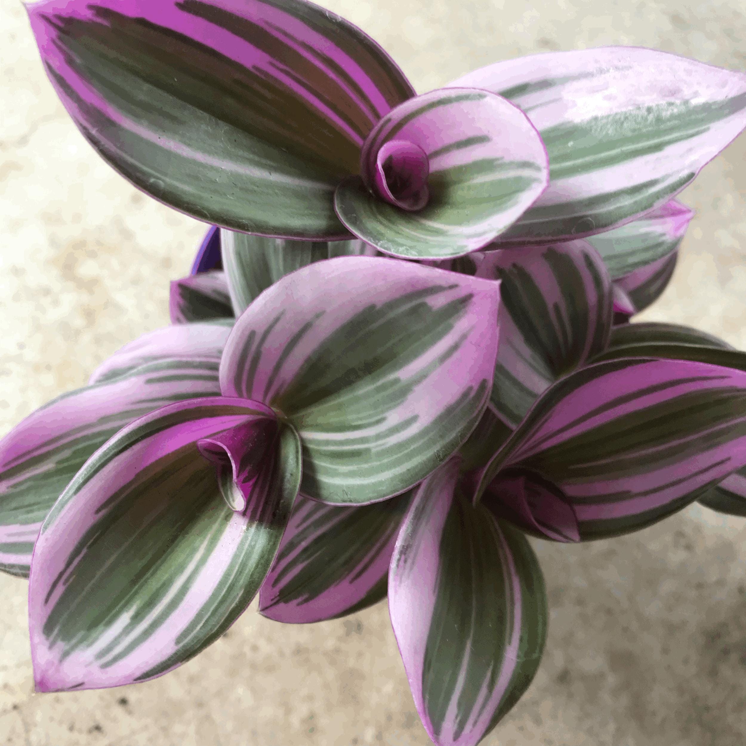 Tradescantia 'Nanouk' (Inch Plant)
