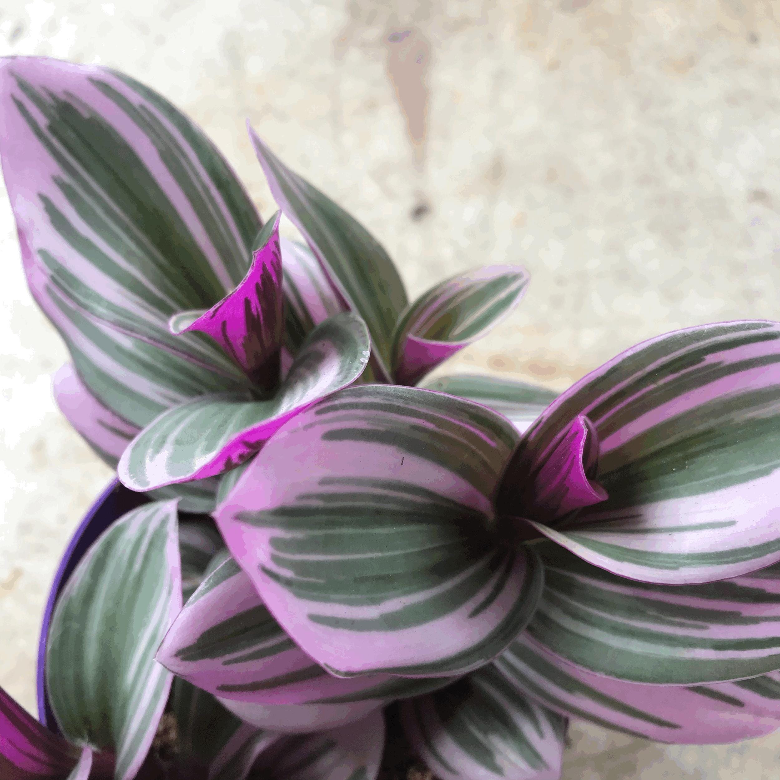 Tradescantia 'Nanouk' (Inch Plant)
