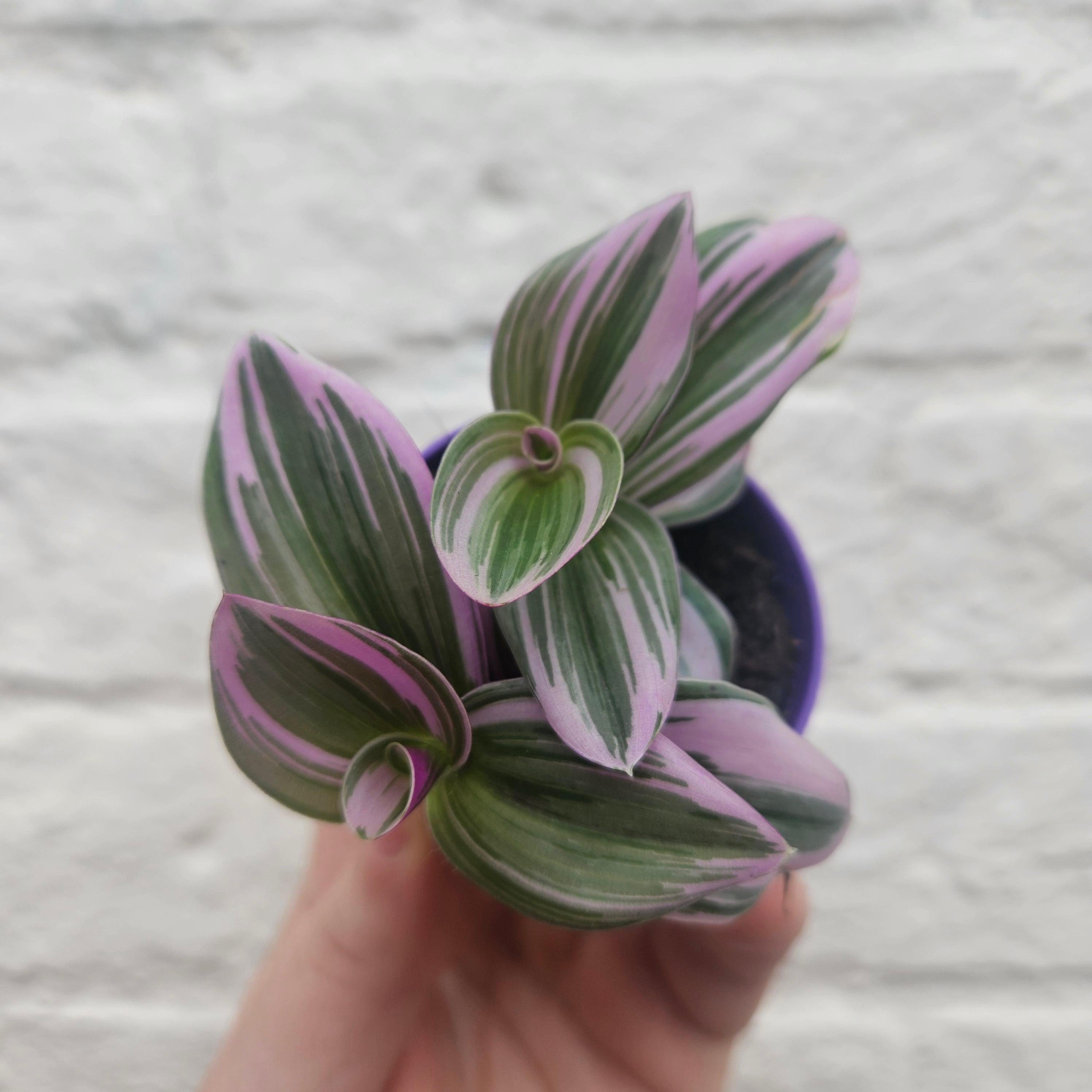Tradescantia 'Nanouk' (Inch Plant)