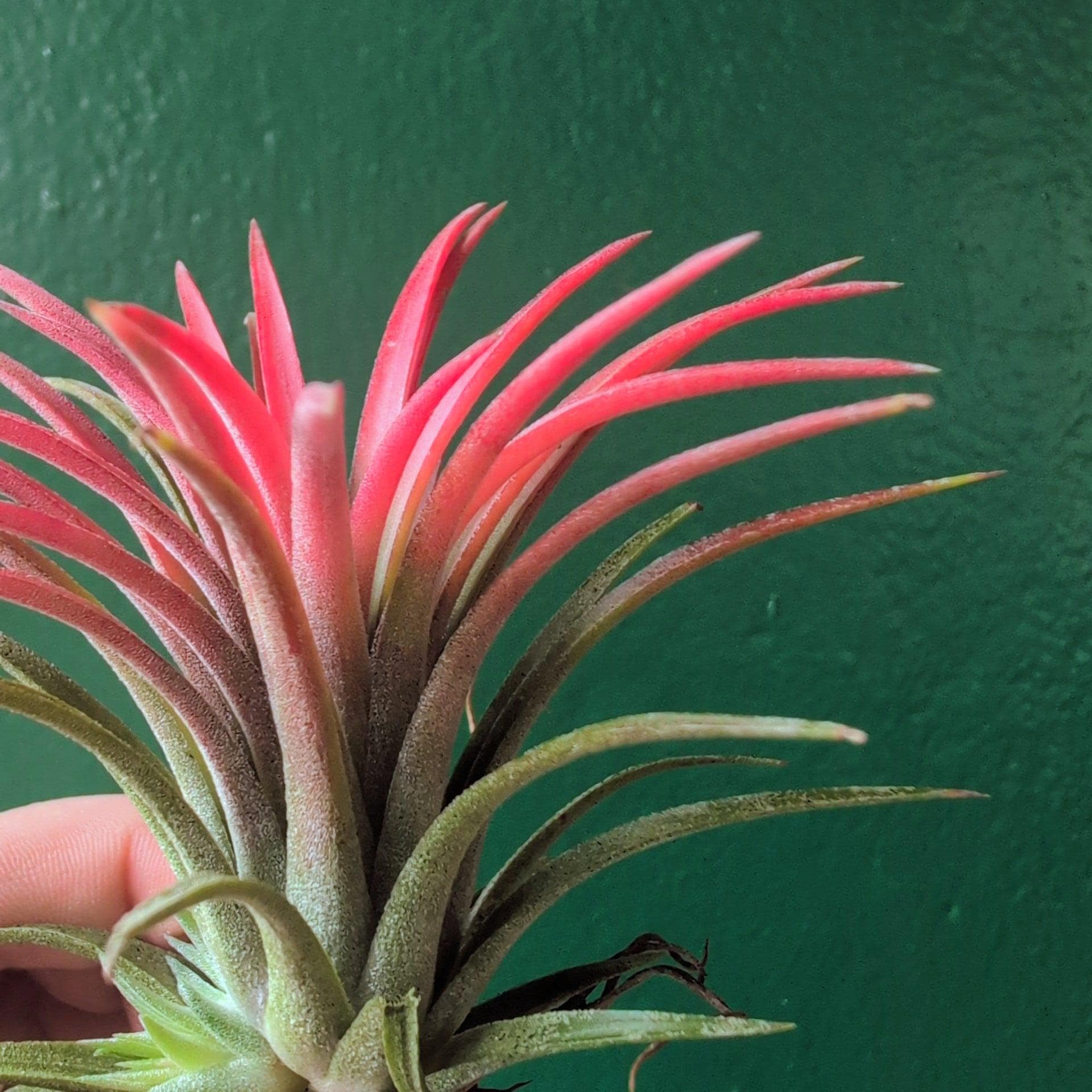 Tillandsia 'lonantha red' (Air Plant)