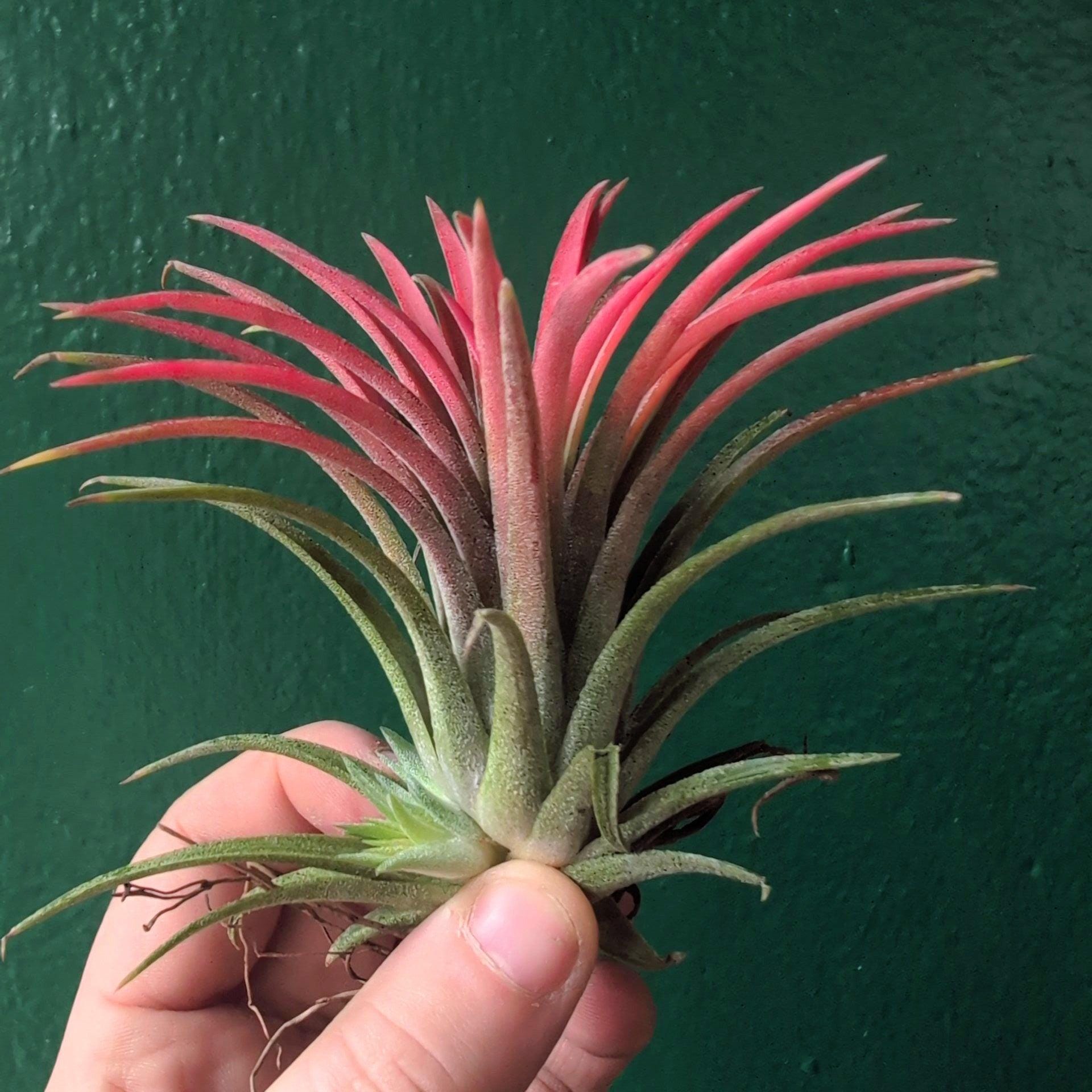 Tillandsia 'lonantha red' (Air Plant)