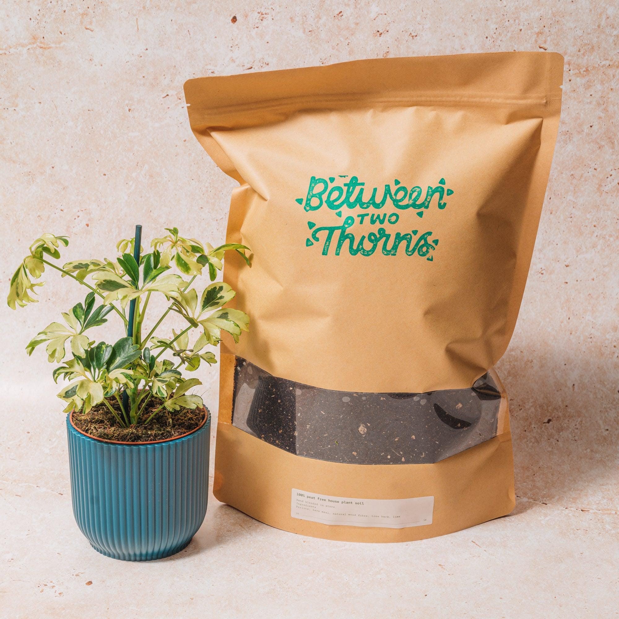 Peat-free Houseplant Soil with Substrates