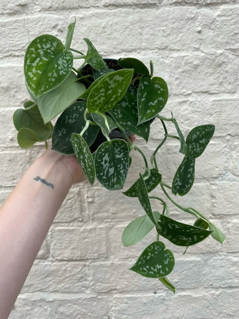 Scindapsus pictus 'Argyraeus' (Satin Pothos) Various sizes