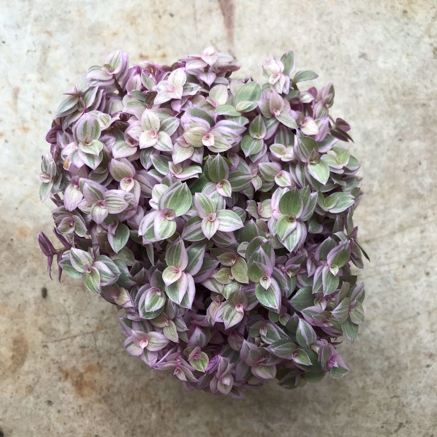 Callisia repens 'Rosato' (Pink Lady)