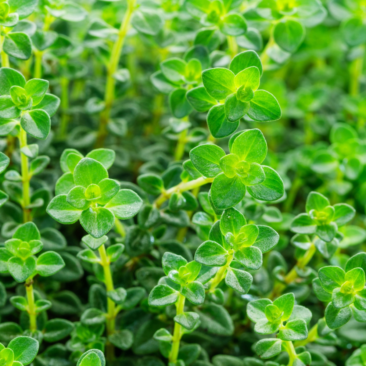 Thyme (common) 9cm