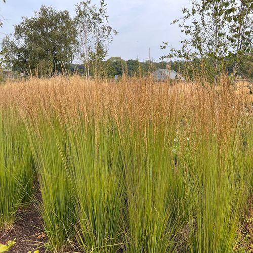 20Pcs Foldable Shoe Box Storage Cases Boxes Drawer Transparent Container Stackable Shoe Storage Boxes PP Plastic w/Lids