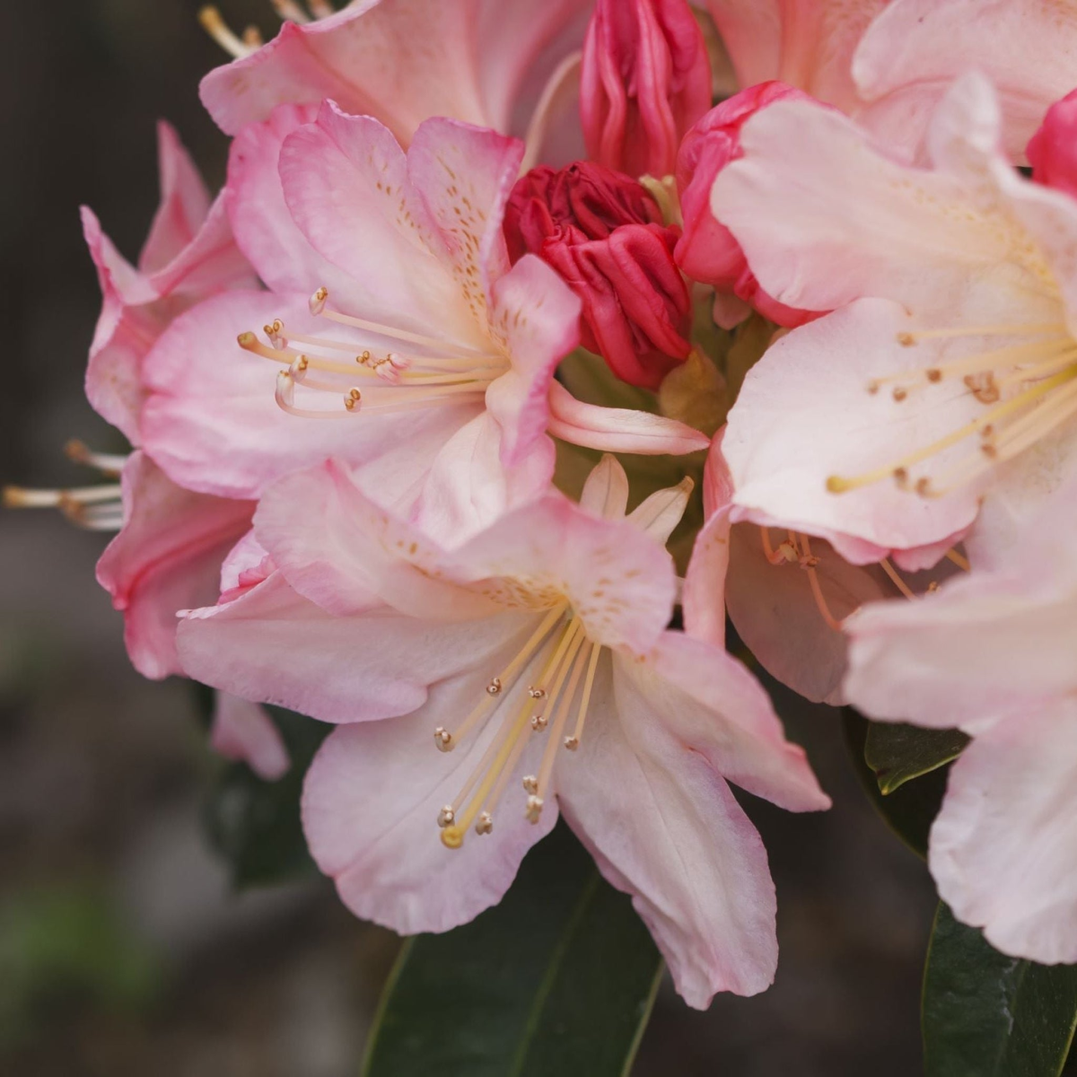 Rhododendron 'Percy Wiseman' 3L