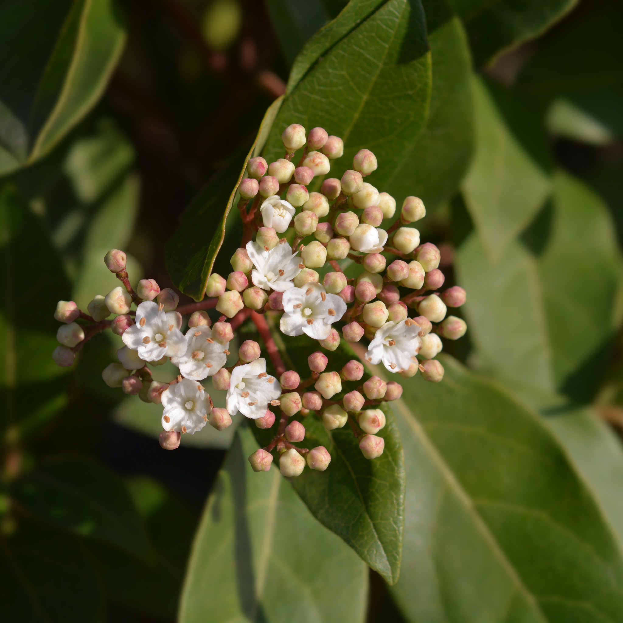 Viburnum tinus 'Eve Price' 9cm-5L