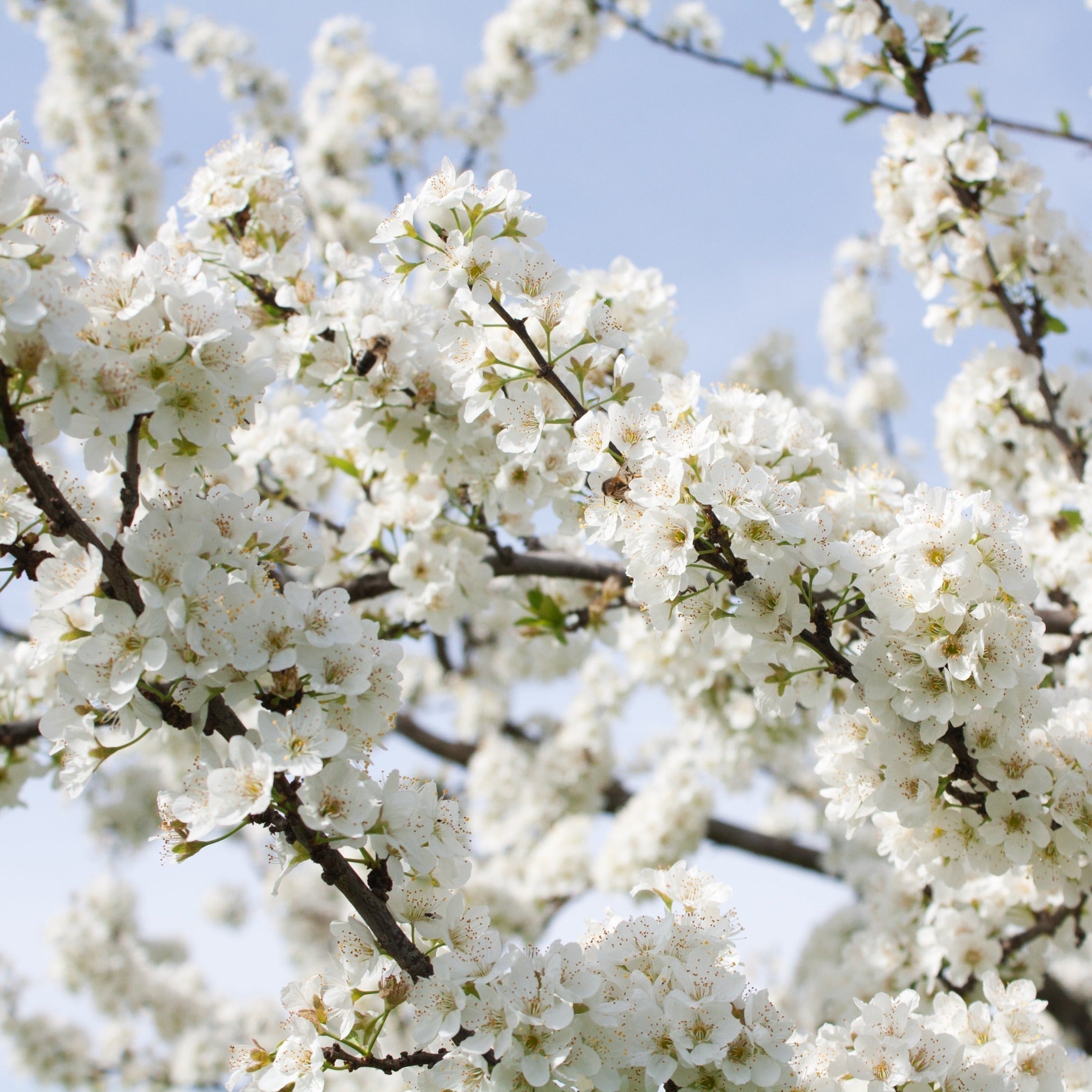 Ornamental Flowering Cherry Blossom Dwarf Tree - Nipponica âBrilliant'
