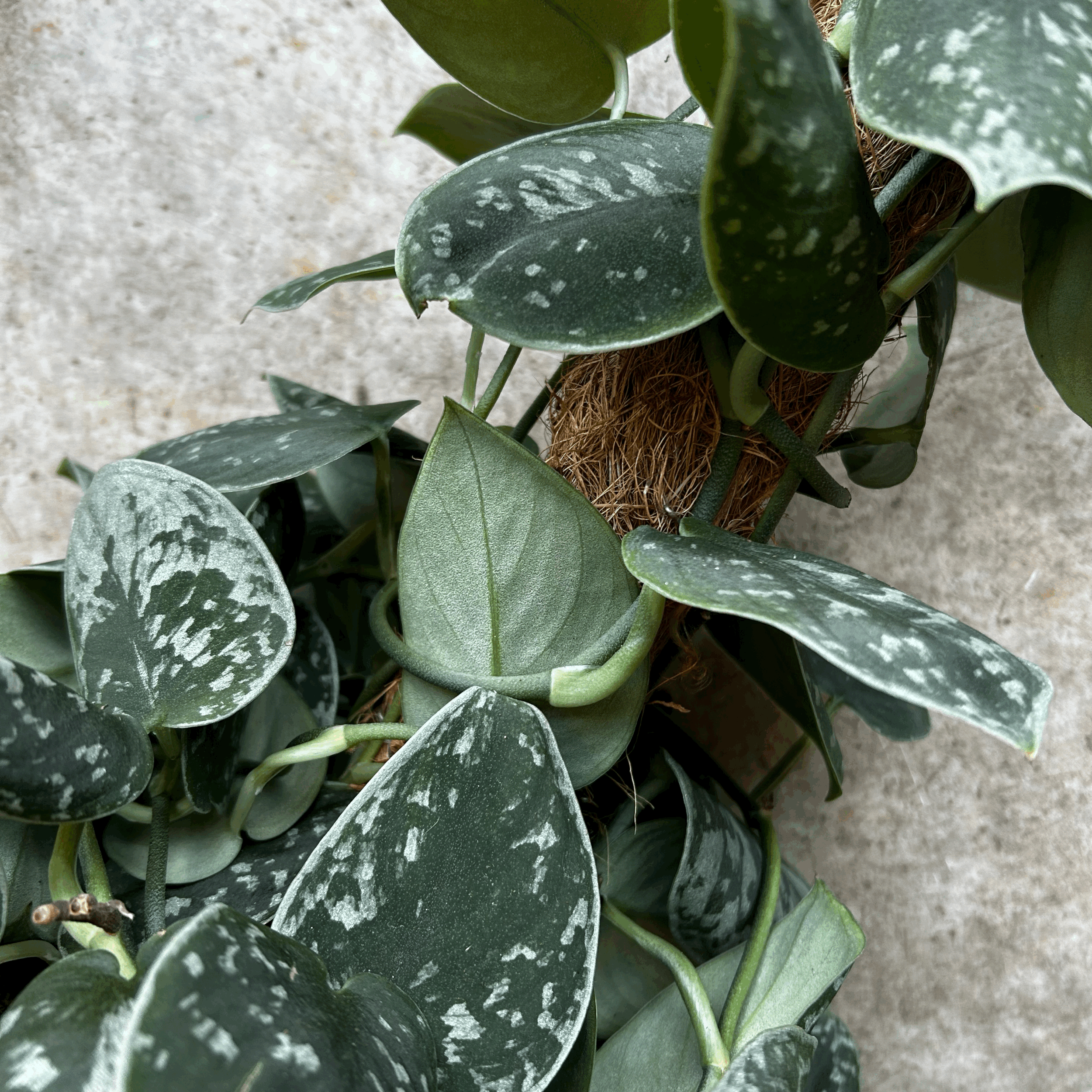 Scindapsus pictus 'Argyraeus' (Satin Pothos) Various sizes