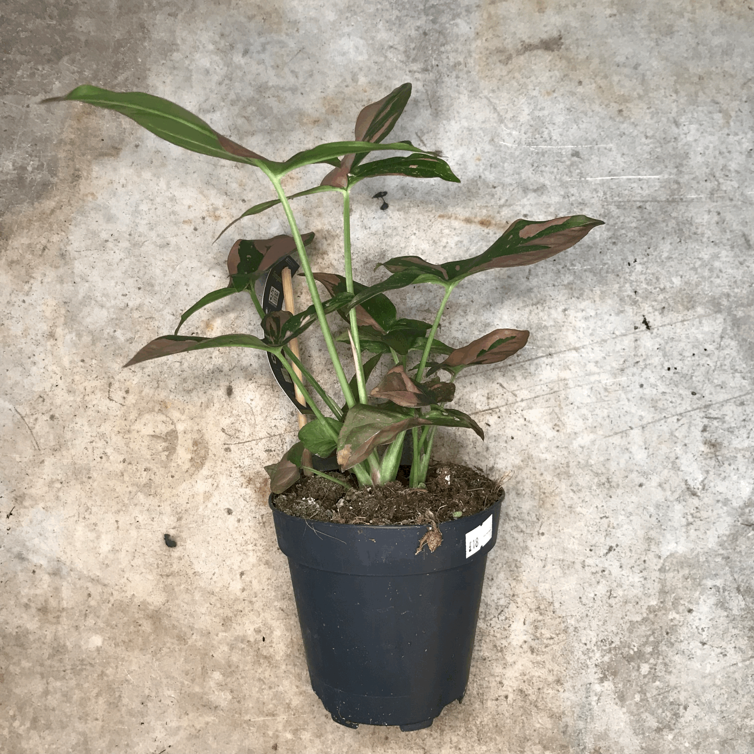 Syngonium podophyllum 'Red Spot/Pink Splash' (Arrowhead Plant)