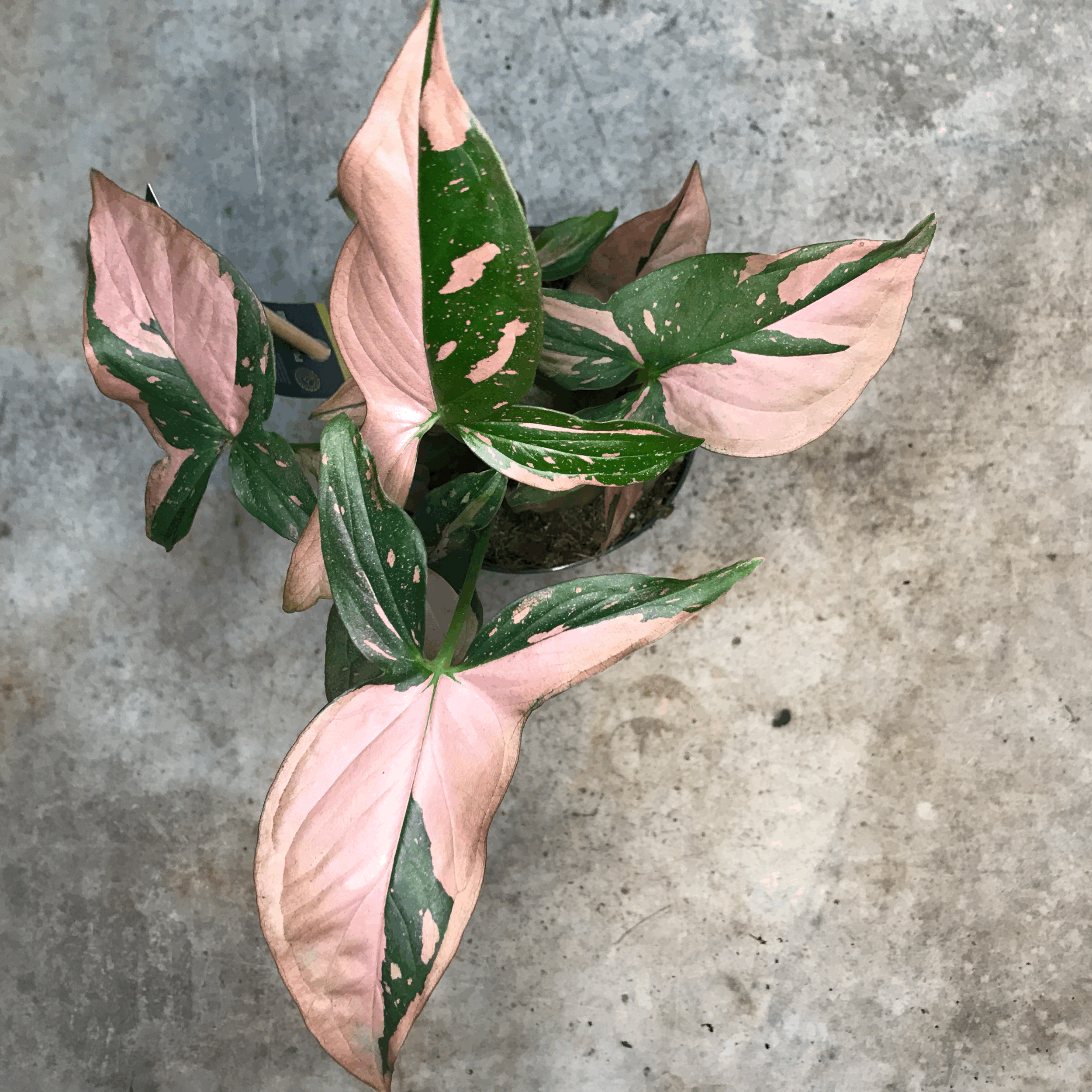 Syngonium podophyllum 'Red Spot/Pink Splash' (Arrowhead Plant)