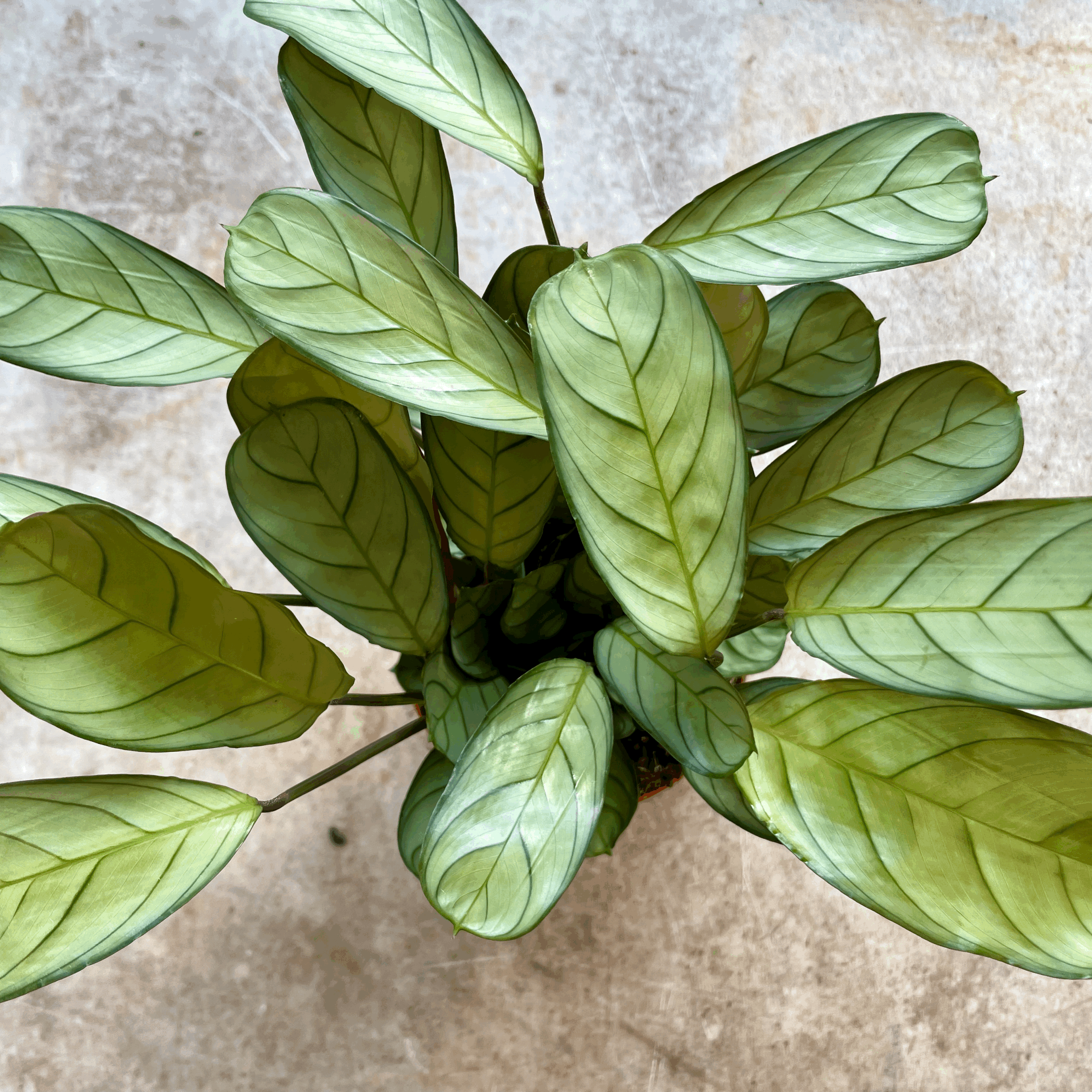 Ctenanthe burle-marxii 'Amagris' (Never Never Plant)