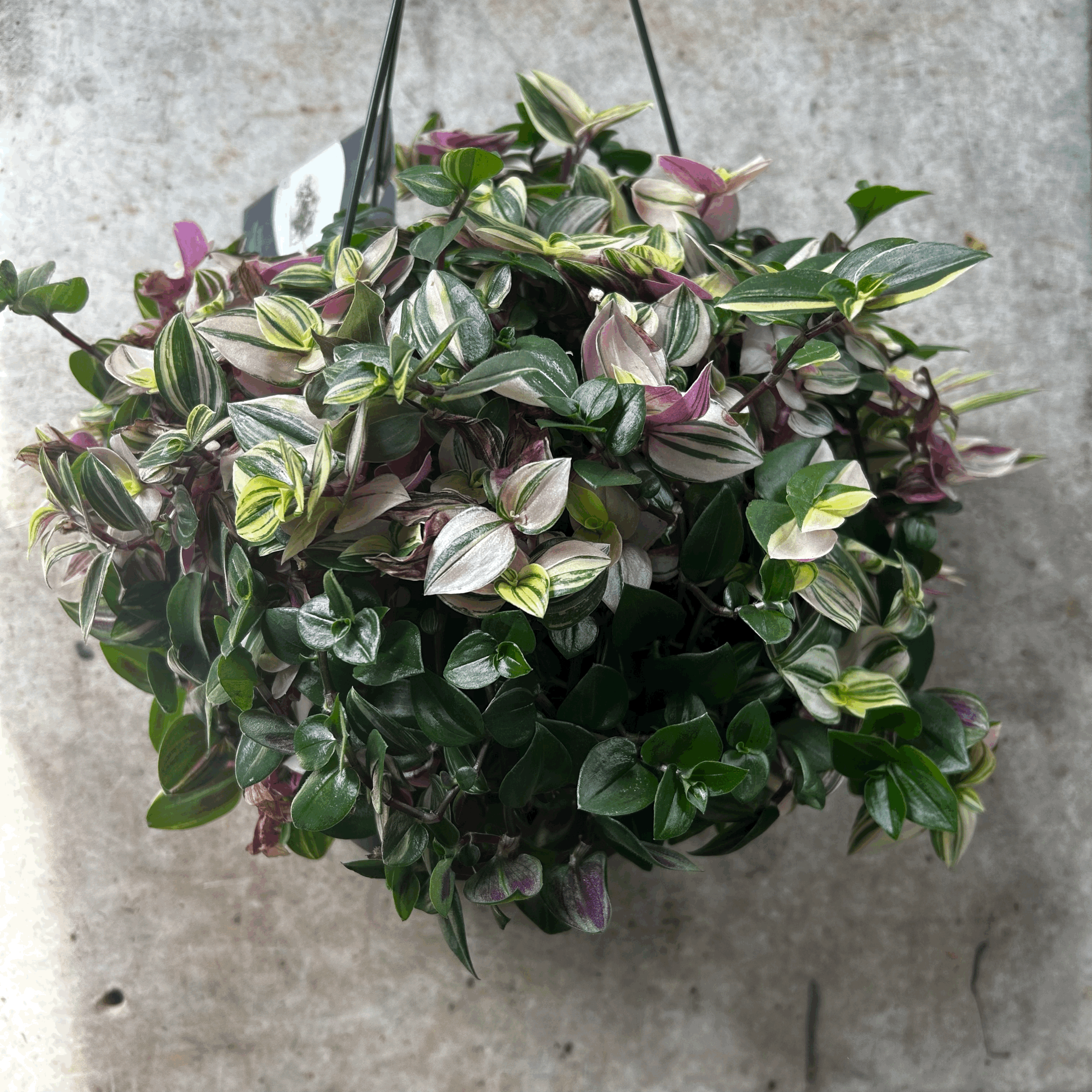Tradescantia flumensis 'quadricolor' (Wandering dude/ Inch plant) in hanging pot