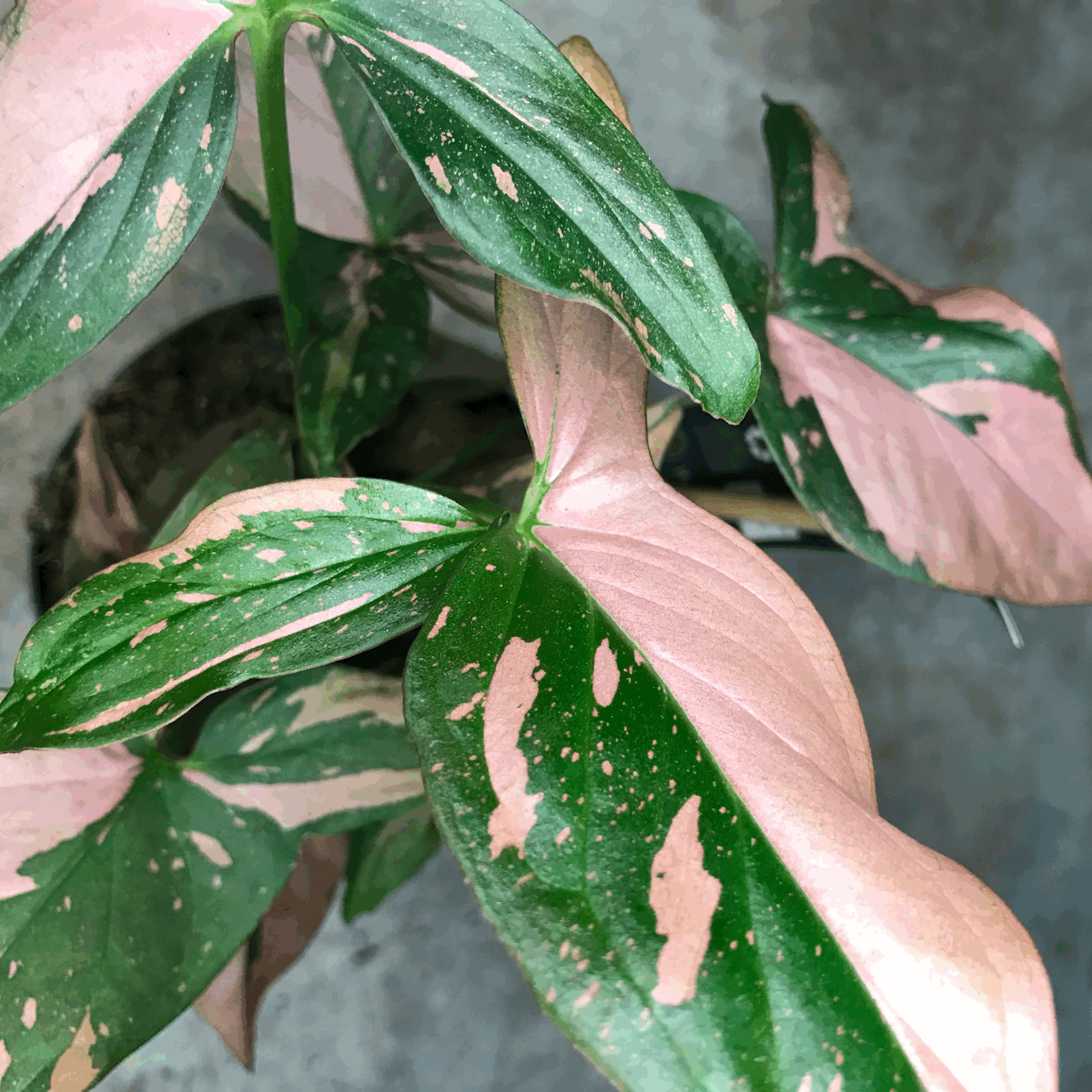Syngonium podophyllum 'Red Spot/Pink Splash' (Arrowhead Plant)