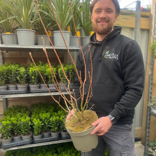 Azalea knaphill 'Satan' 5L (80-90cm inc. pot)
