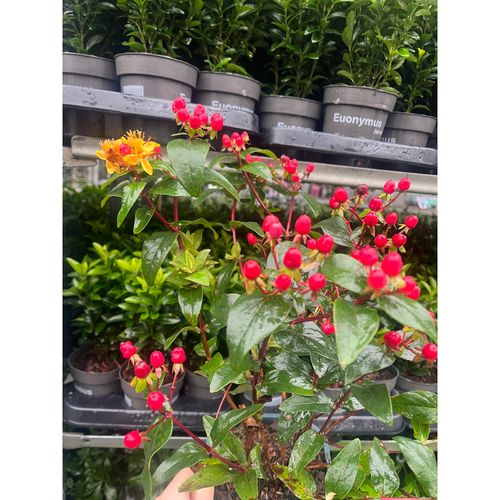Hypericum 'Miracle Summer' 2L