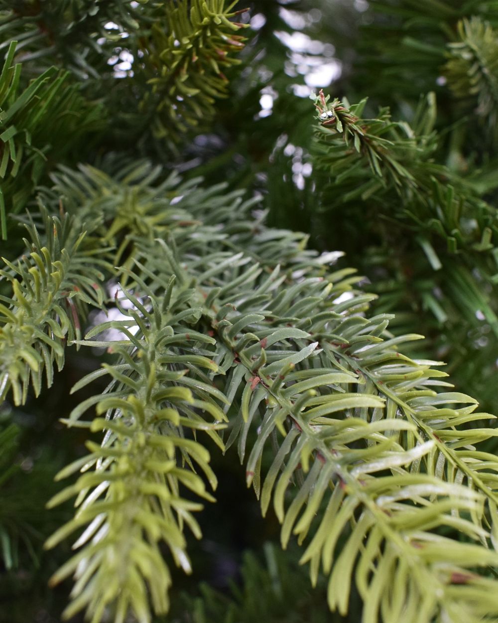 Minnesota Pine 8.5ft Artificial Christmas Tree