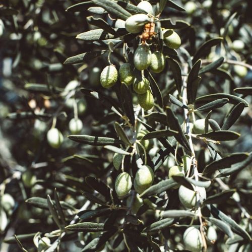 Olive Tree 45L 1.5-1.8m + Teracotta Pot + Soil + Gravel
