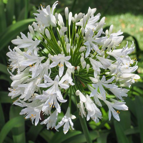 Agapanthus 'Africanus' - African Lily (White) 1.5L