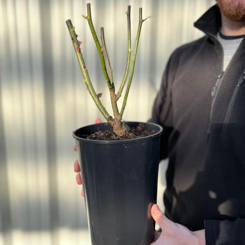 Rose Golden Wedding | Floribunda Rose | 4L Potted Rose