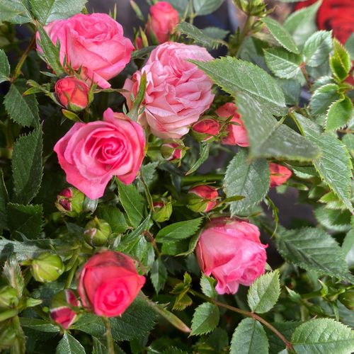 Patio Standard Rose 'Pink' 80-90cm