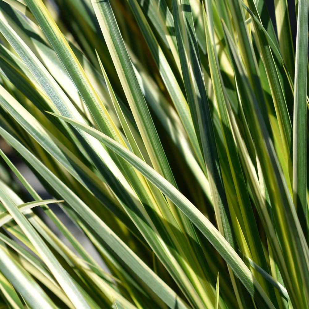 Acorus gramineus 'Argenteostriatus' 1.8L