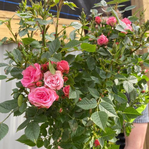 Patio Standard Rose 'Pink' 80-90cm