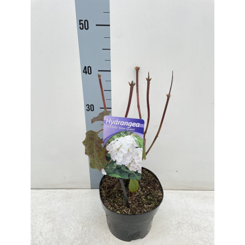 Hydrangea Quercifolia Snow Queen 2L