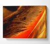 Orange Feather Macro Canvas Wall Art