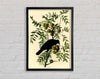 Audubon American Crow Plate 156 Framed Wall Art