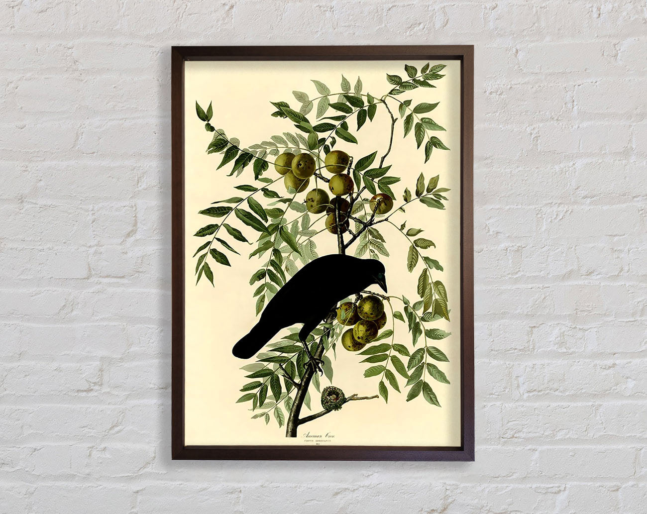 Audubon American Crow Plate 156 Framed Wall Art