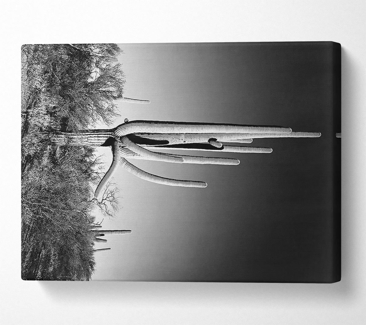 Ansel Adams Cactus In Saguaro National Monument In Arizona Canvas Wall Art