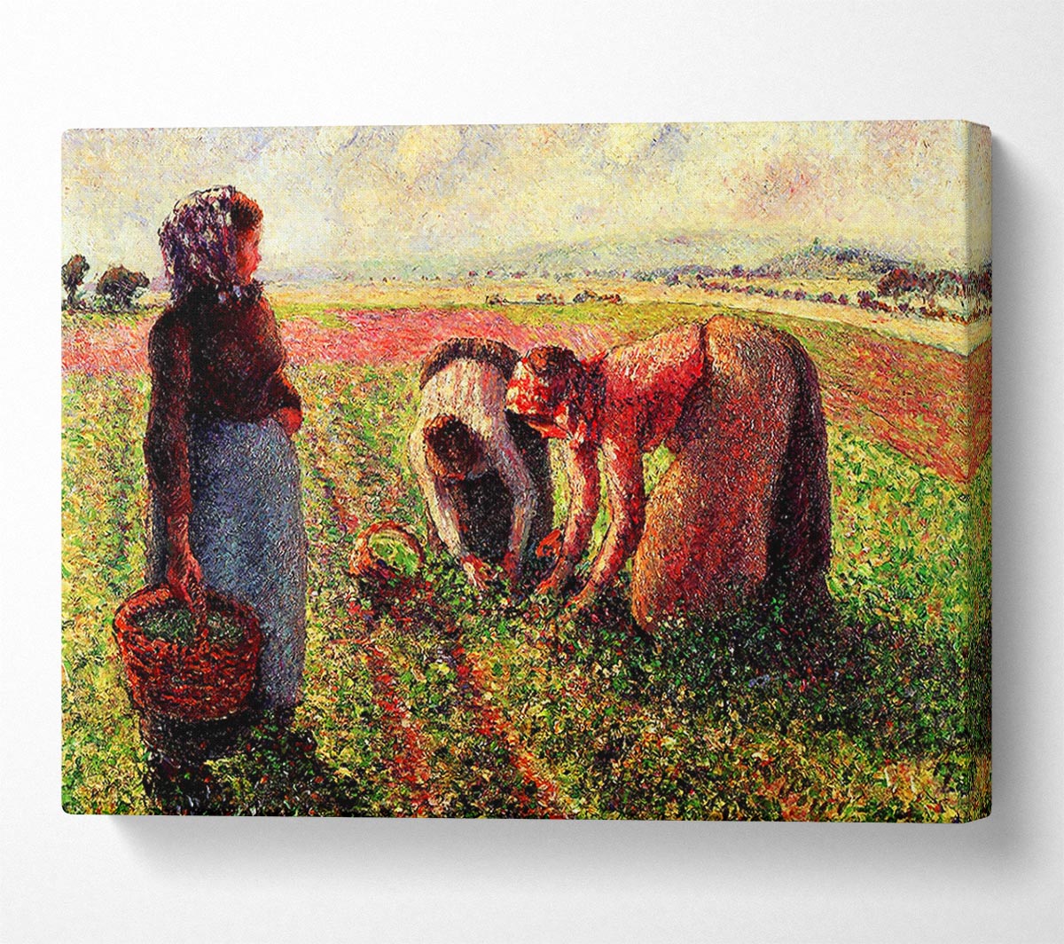 Pissarro Peas Growing In Eragny Canvas Wall Art