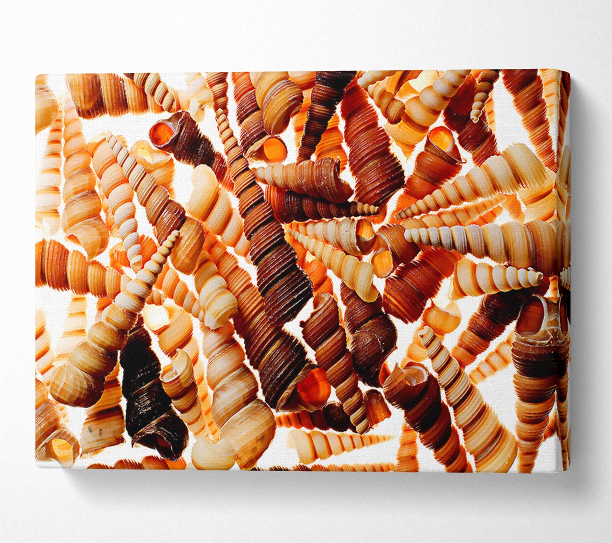 Shells Canvas Wall Art