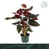 Anthurium An Delicata