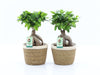 Ficus Mi Ginseng Mand Noah