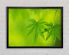 Branch With GreenDewsdrop Leaves Framed Wall Art