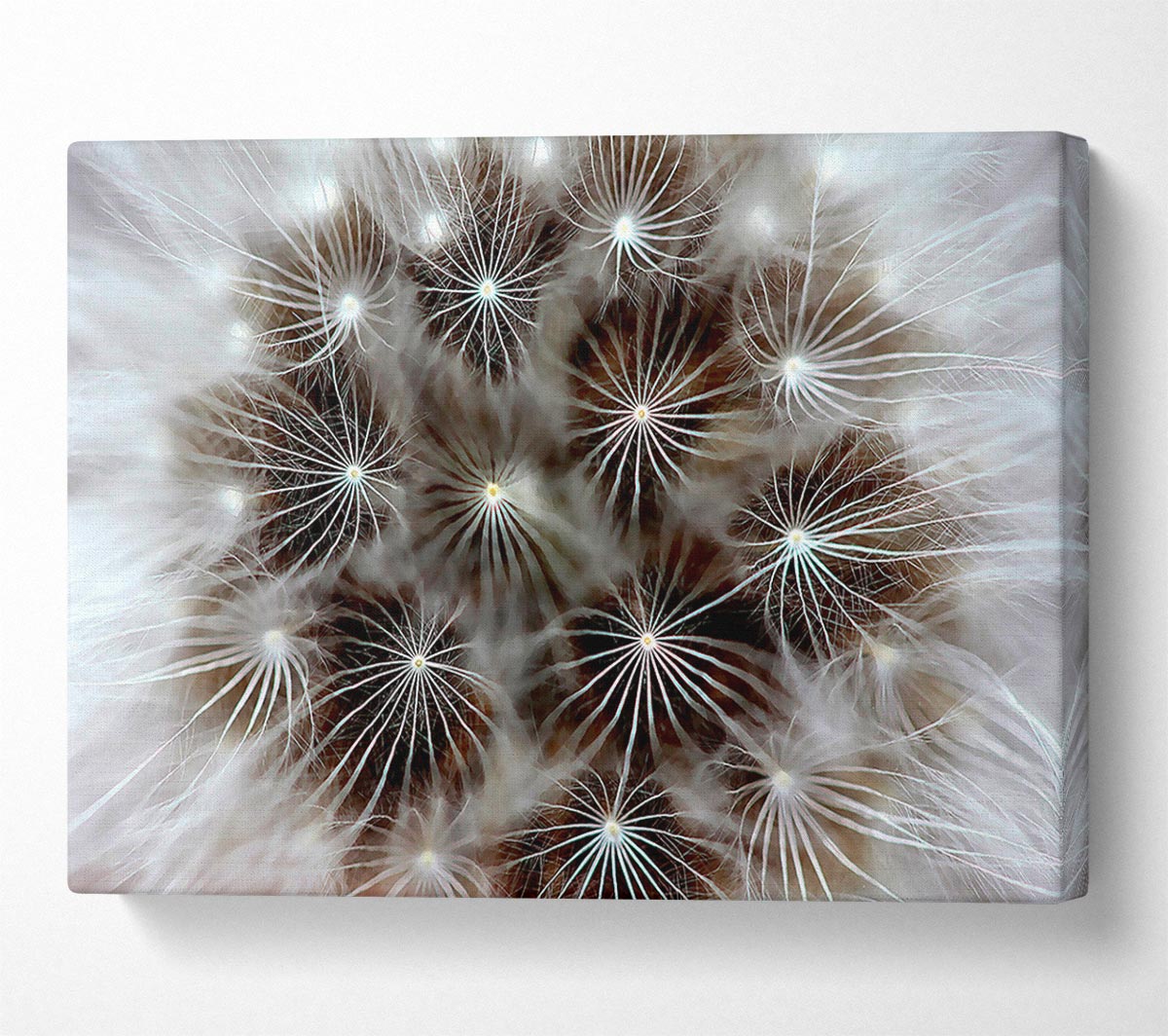 Macro Dandelion Canvas Wall Art