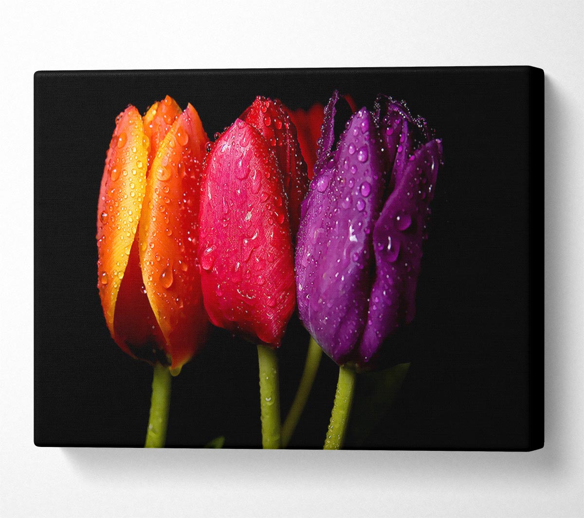Colourful Tulips Canvas Wall Art