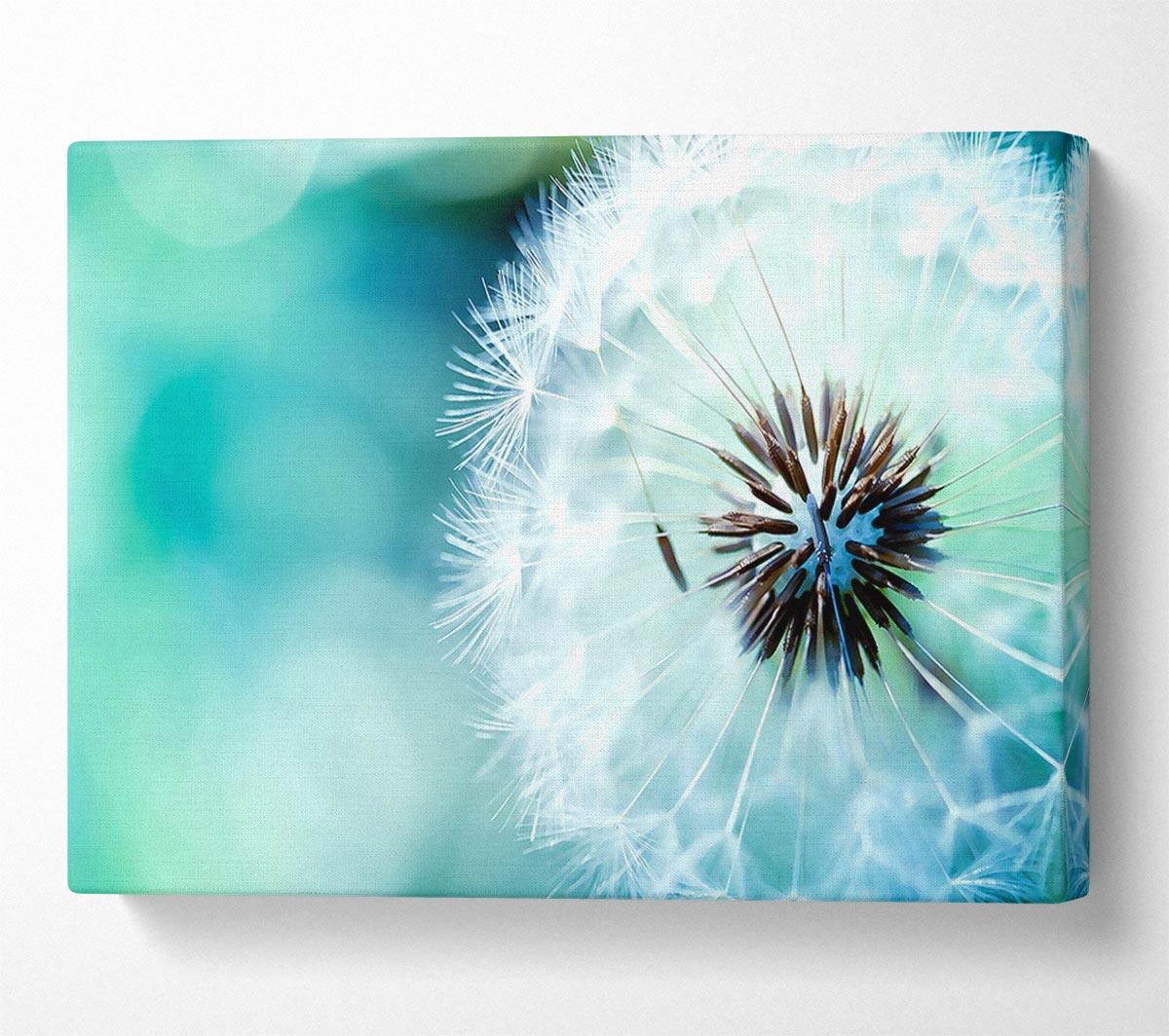 Dandelion Flower Wish Canvas Wall Art